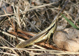 Mermiria bivittata; Two-striped Mermiria; female
