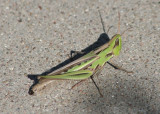 Syrbula montezuma; Montezumas Grasshopper; female