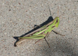 Syrbula montezuma; Montezuma's Grasshopper; female