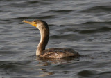 Double-crested Cormorant; immature