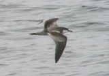 Bullers Shearwater