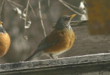 Rufous-backed Robin