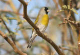 Lawrences Goldfinch; male