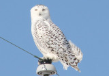 Snowy Owl; female