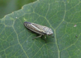 Graphocephala uhleri; Sharpshooter species; female