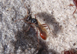 Pogonomyrmex badius; Florida Harvester Ant; male