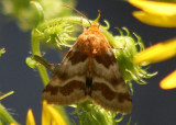 11113 - Schinia petulans; Flower Moth species
