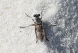 Stichopogon trifasciatus; Three-banded Robber Fly