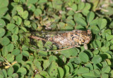 Neocicada hieroglyphica; Hieroglyphic Cicada