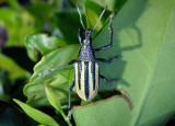 Diaprepes abbreviatus; Diaprepes Root Weevil 