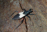 Microtomus purcis; Assassin Bug species