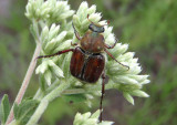 Trichiotinus rufobrunneus; Flower Chafer species