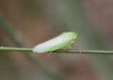 Chlorotettix unicolor; Leafhopper species