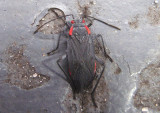 Jadera haematoloma; Red-shouldered Bug