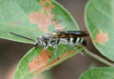 Dielis plumipes fossulana; Feather-legged Scoliid Wasp species