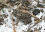 Southern Toad; immature