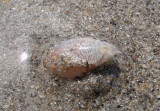 Atlantic Mole Crab 