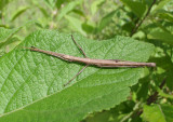 Anisomorpha buprestoides; Southern Two-striped Walkingstick; female