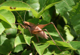 Atlanticus gibbosus; Robust Shieldback; male