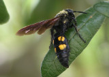 Campsomeris quadrimaculata; Scoliid Wasp species
