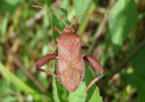 Euthochtha galeator; Helmeted Squash Bug