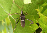 Leptoglossus phyllopus; Leaf-footed Bug species