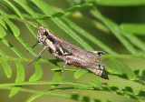 Paroxya atlantica; Atlantic Grasshopper