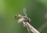 Pseudodoros clavatus; Syrphid Fly species