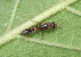 Pseudomyrmex gracilis; Elongate Twig Ant