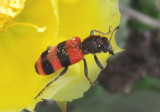 Trichodes apivorus; Checkered Beetle species