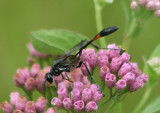 Ammophila procera; Thread-waisted Wasp species; male