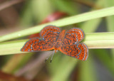 Calephelis virginiensis; Little Metalmark
