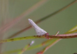 Cyarda melichari; Flatid Planthopper species