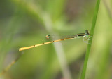 Ischnura hastata; Citrine Forktail; male