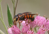 Dianthidium floridiense; Leaf-cutter Bee species; male
