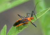 Repipta taurus; Red Bull Assassin Bug