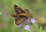 Wallengrenia otho; Southern Broken-Dash; female