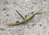 Achurum carinatum; Long-headed Toothpick Grasshopper; male