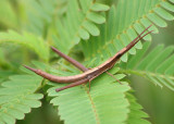 Achurum carinatum; Long-headed Toothpick Grasshopper; male