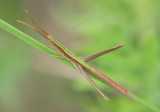 Achurum carinatum; Long-headed Toothpick Grasshopper; male
