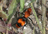 Dasymutilla occidentalis; Cow Killer; female