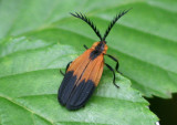 Caenia dimidiata; Net-winged Beetle species