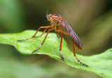 Diogmites neoternatus; Hanging-thief  Robber Fly species