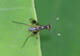 Taeniaptera trivittata; Stilt-legged Fly species