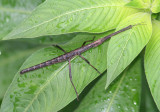 Anisomorpha buprestoides; Southern Two-striped Walkingstick; female