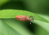 Lixus Weevil species