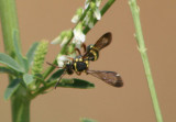 Nomada Cuckoo Bee species