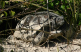 Florida Gopher Tortoise