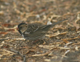 Harriss Sparrow; basic
