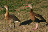 Fulvous and Black-bellied Whistling-Ducks